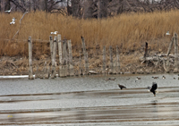 Bald Eagles et al 6130